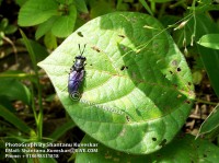 /album/colourful-insects/insect-3-photograph-by-shantanu-kuveskar-jpg/